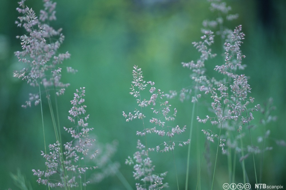 Flere strå med aks i grønt landskap. Foto.