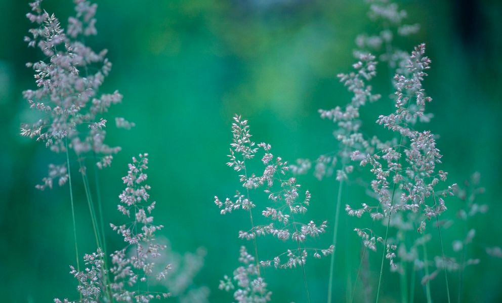 Flere strå med aks i grønt landskap. Foto.