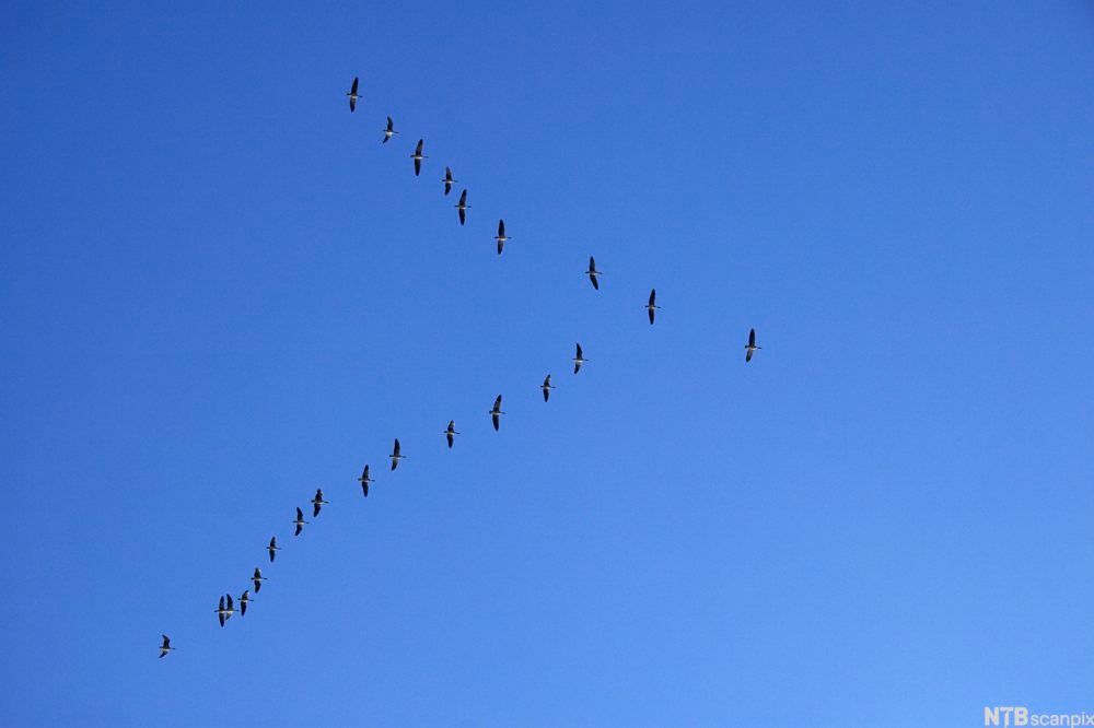 Gjess i plogformasjon mot blå himmel. Foto.