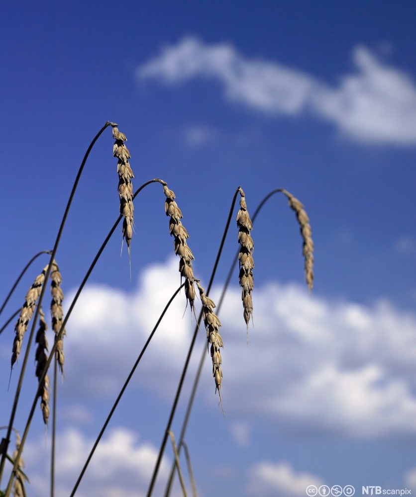 Speltaks i silhuett mot himmelen. Foto.