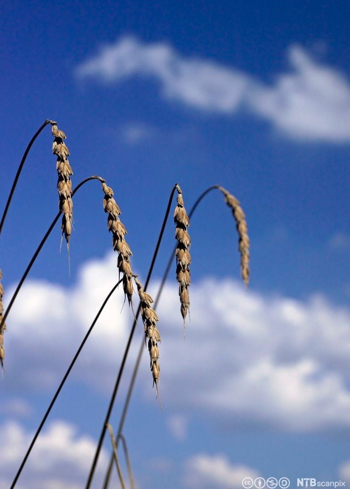 Speltaks i silhuett mot himmelen. Foto.