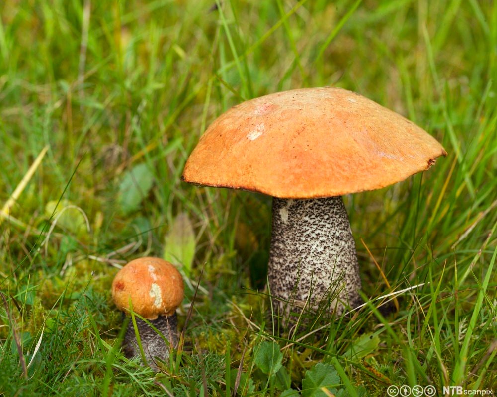 To sopper med en rødlig, oval hatt vokser opp fra gressdekket mark. Foten på soppene er gråaktig med innslag av lysere og mørkere felter. Foto.