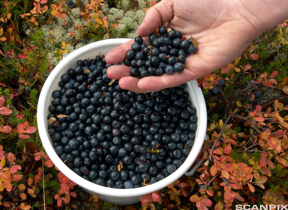 Hånd med blåbær over ei full bærbøtte i høstlyng. Foto.