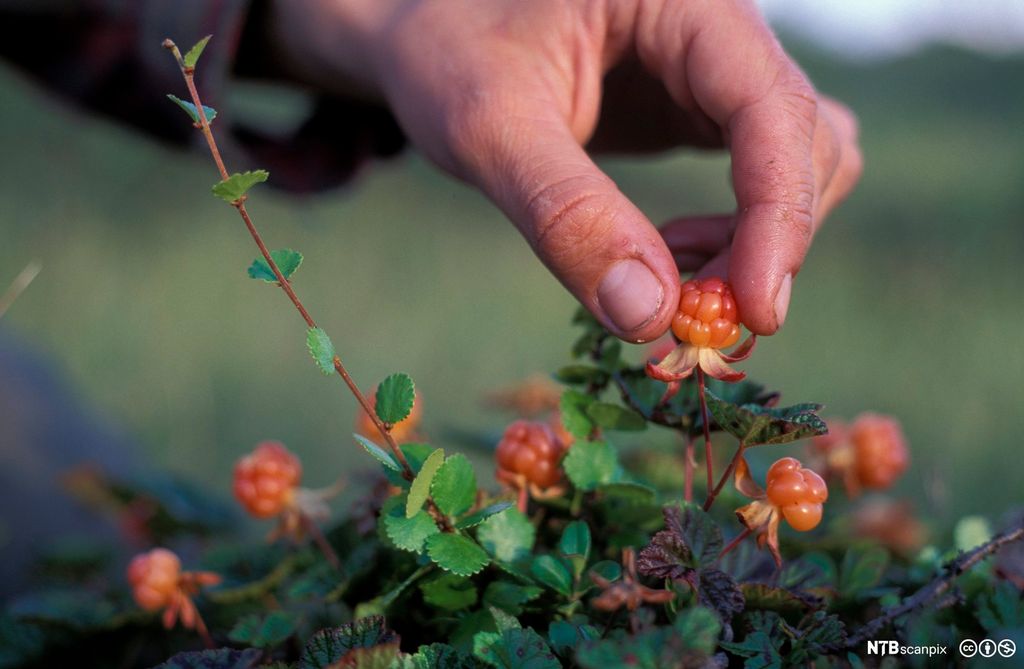 Nærbilete av plukking av moltebær. Foto.