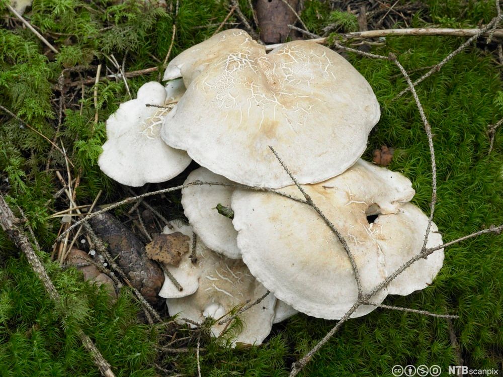 En klynge med hvite sopp med flat hatt vokser opp fra grønn skogbunn. Foto.