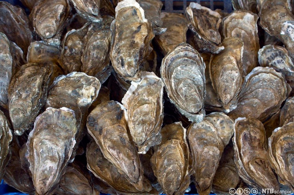 En mengde uåpnede stillehavsøsters. Foto.