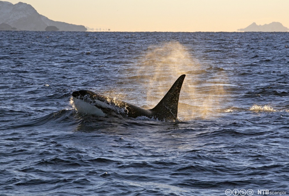 Spekkhogger som kommer opp av havet. Foto.