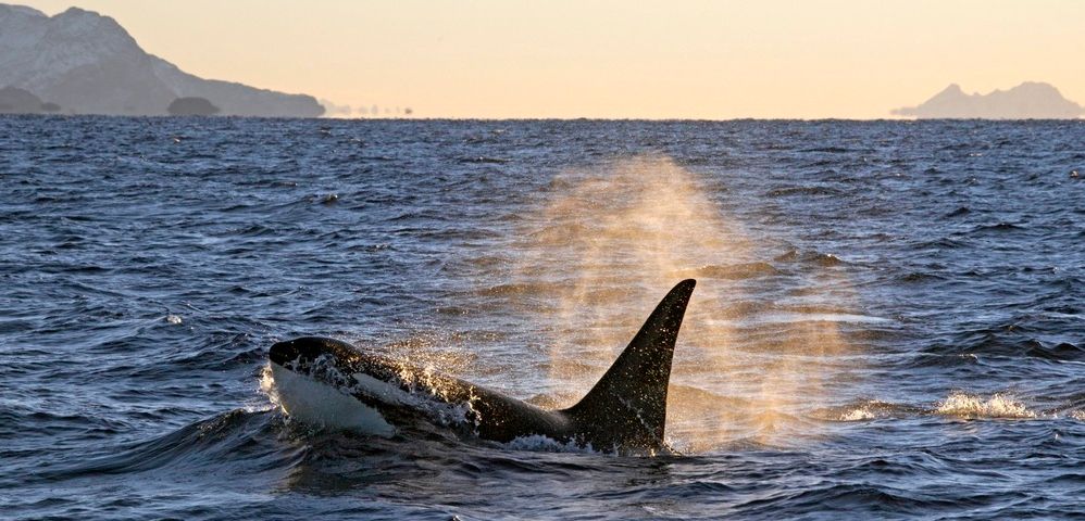 Spekkhogger som kommer opp av havet. Foto.