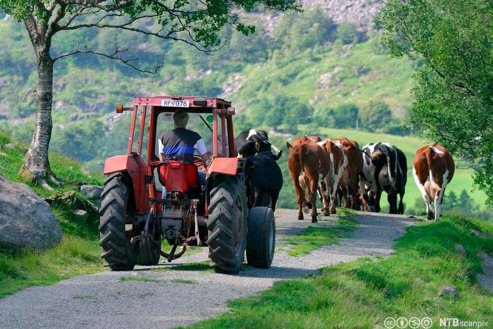 En rød traktor av eldre motell kjører etter en flokk kyr på en gardsvei. Foto.
