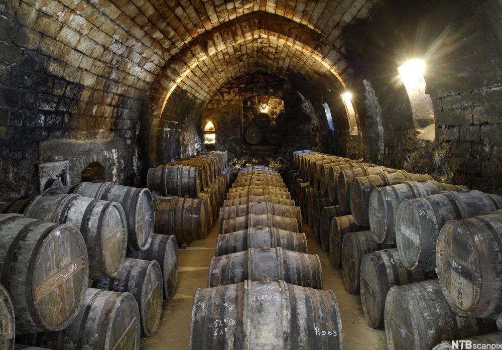 En vinkjeller der konjakk ligger til lagring i tønner. Foto.