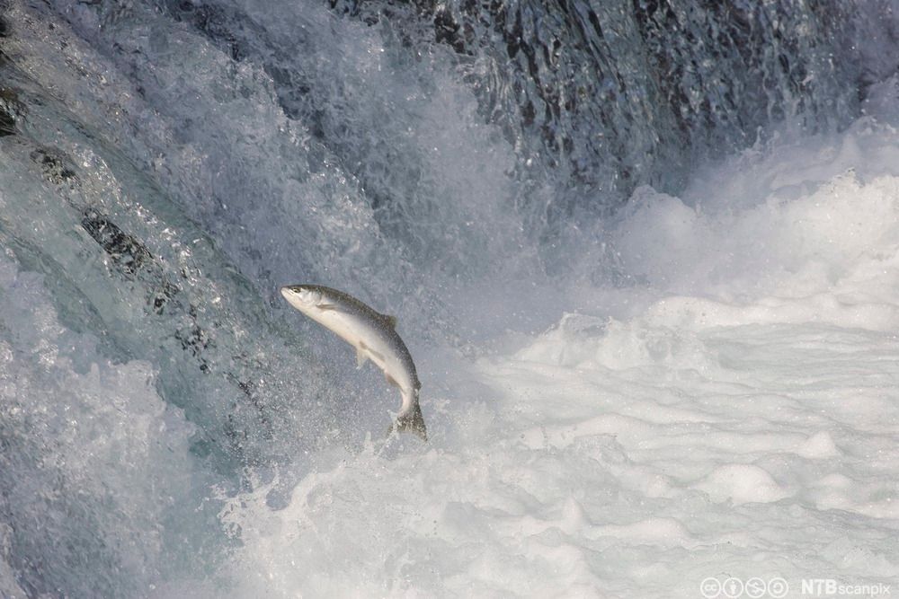 Laks på vei opp fossen. Foto