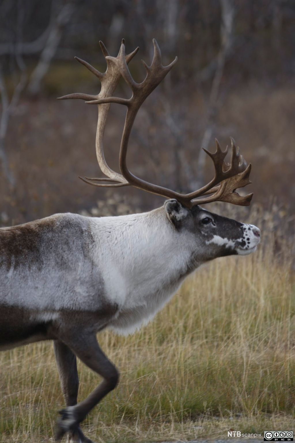 Reinokse med stor gevir. Foto.