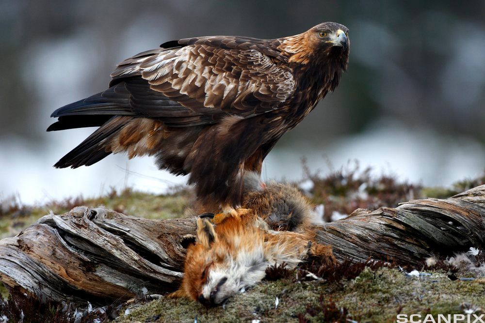 Kongeørn sitter på død rev. Foto.