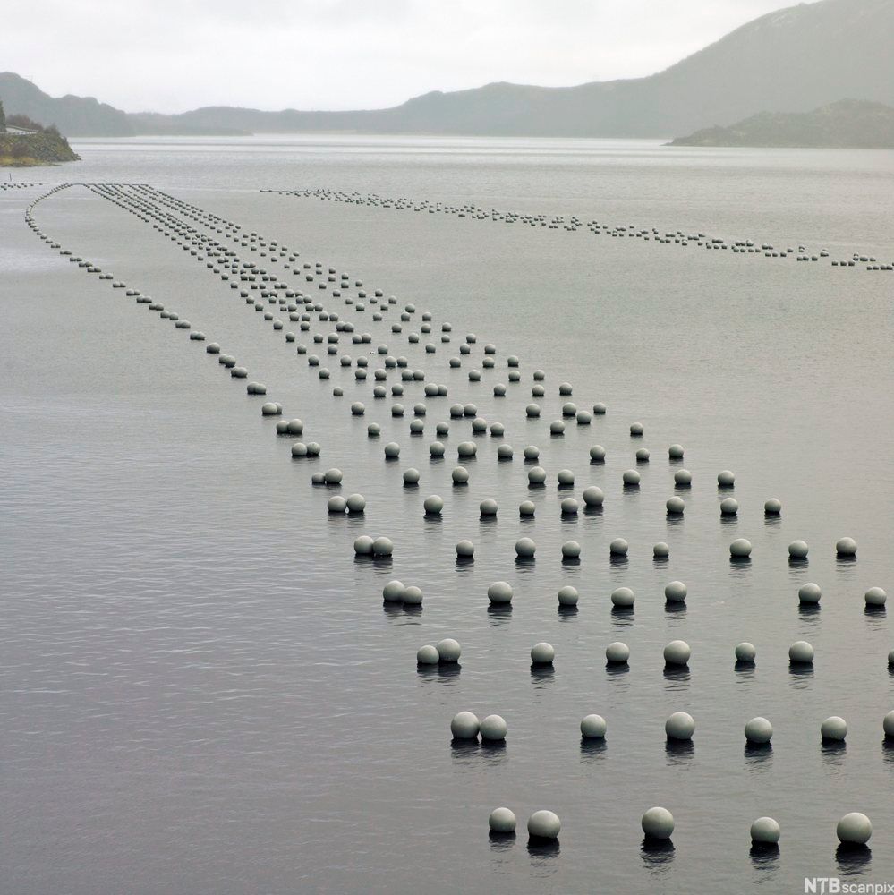 Bøyestrekk av blåskjell i en fjord. Foto.