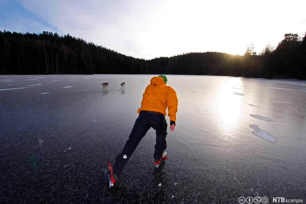 Skøyteløper på islagt vann. Han har ryggen til kameraet. I bakgrunnen går to hunder foran ham. Foto.
