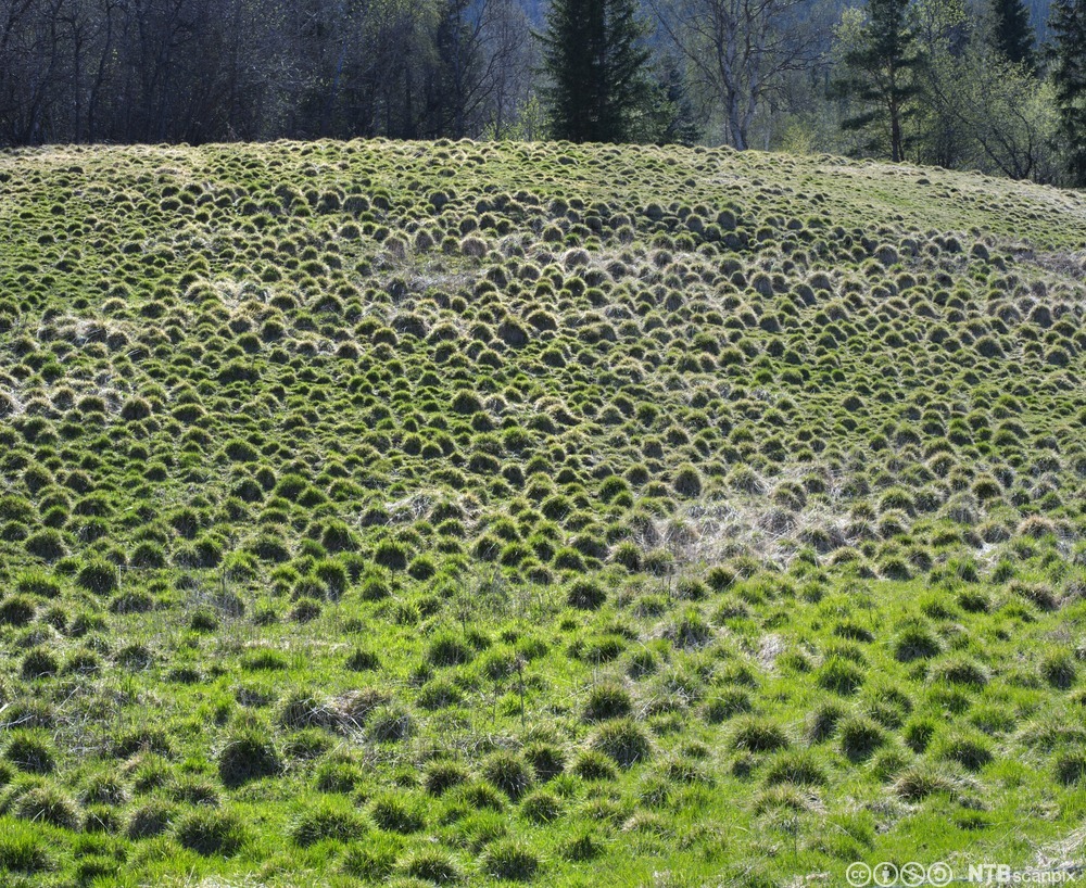 Beitemark med sølvbunke. Foto.
