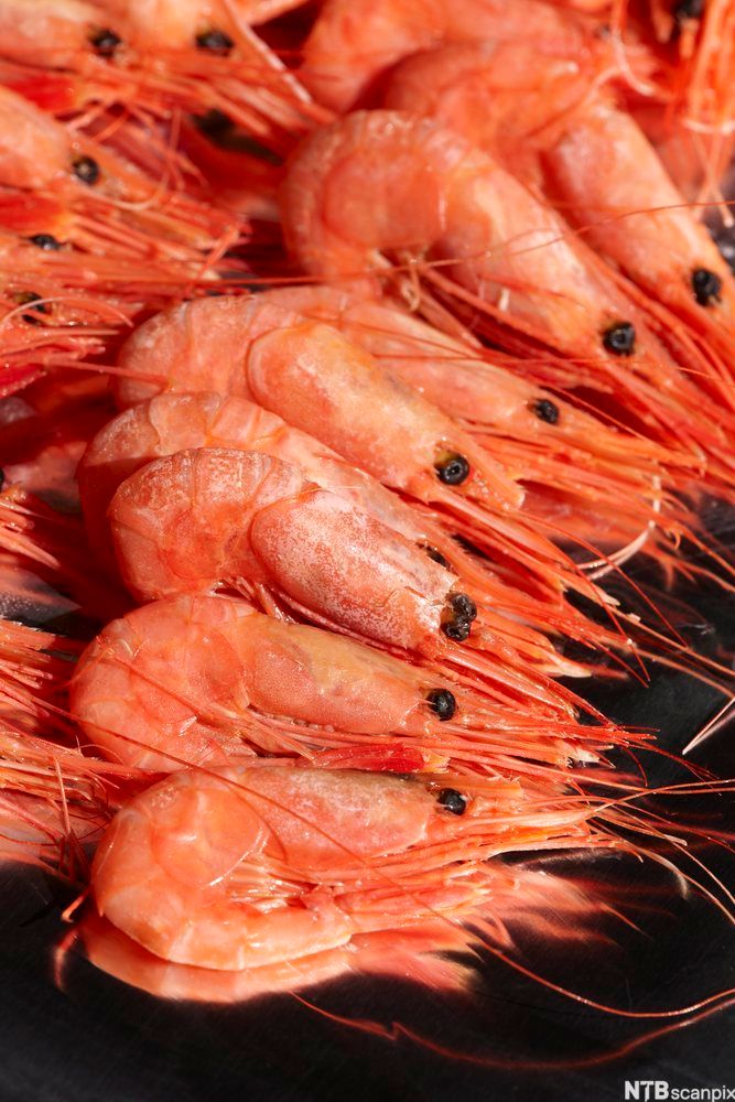 Kokte, ferske reker. Foto.