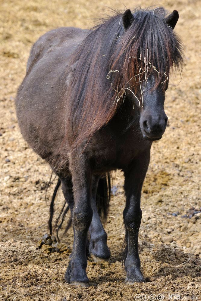 Drektig hoppe av rasen islandshest. Foto.