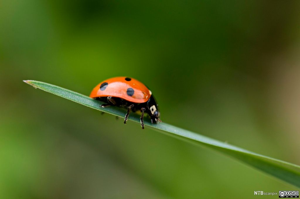 Marihøne som sitter på eit smalt grønt blad. Foto.