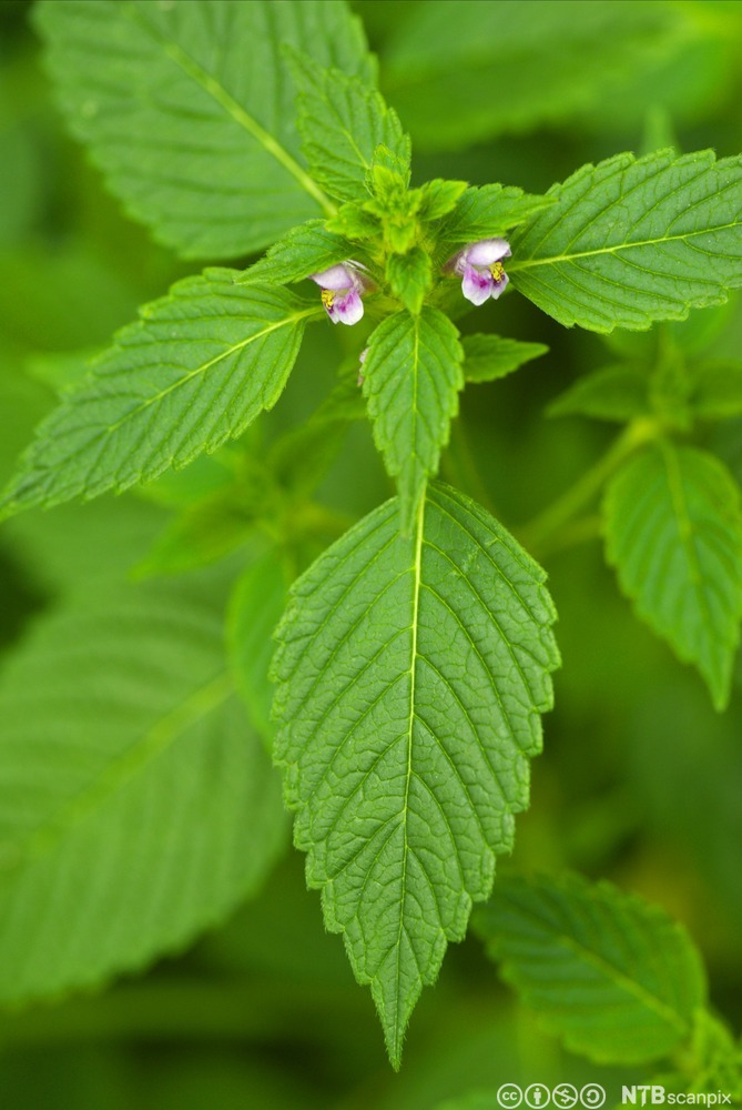 Plante hvor bladene er ovale og sagtannede. Bladene står parvis motsatt på stengelen. Blomstene har rosa og leppeformede kronblad. Foto.