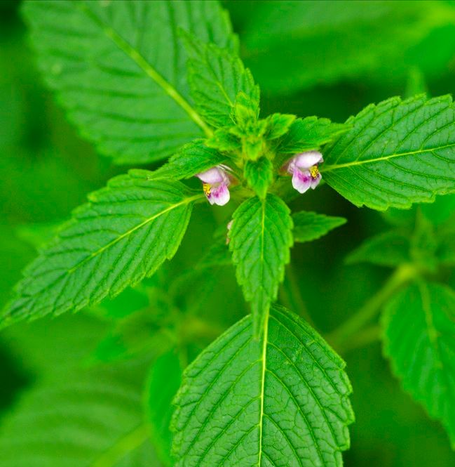 Plante hvor bladene er ovale og sagtannede. Bladene står parvis motsatt på stengelen. Blomstene har rosa og leppeformede kronblad. Foto.