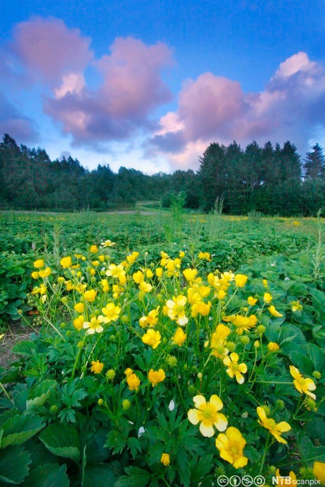 Plante med grønne blader og gule blomster vokser i en jordbæråker. Foto.