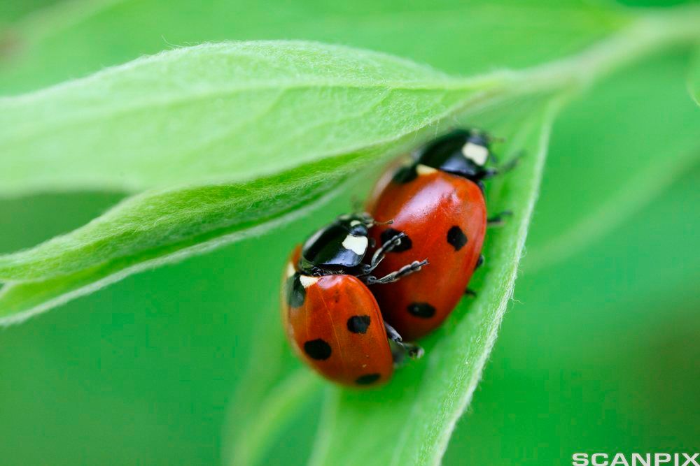 To marihøner på eit grønt blad. Foto.
