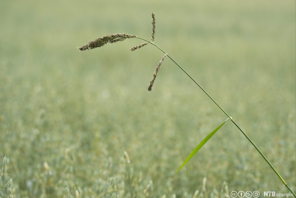 Gras med blomster i flere avlange, tette aks. Foto.