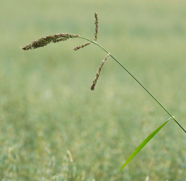Gras med blomster i flere avlange, tette aks. Foto.