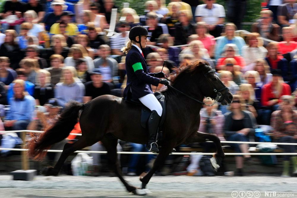 Islandshest med rytter. Foto