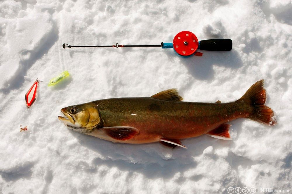 Røye fanget på røyeblink og maggot ligger på isen. Foto.