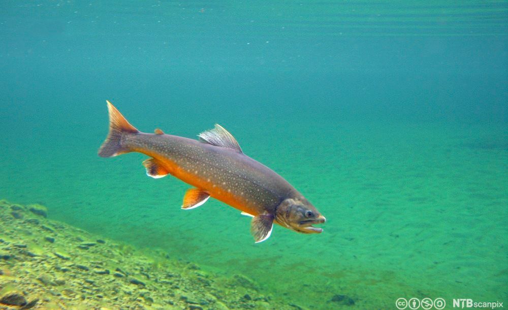 En røye som svømmer i sjøen. Foto.