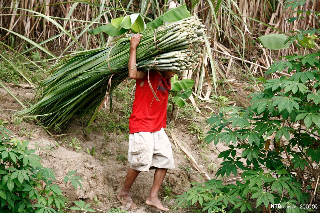 Liten gutt som arbeider på en sukkerplantasje. Han bærer to store bunter med sukkerrør som er minst like lange som ham selv og går barbent i ulendt terreng. Foto.