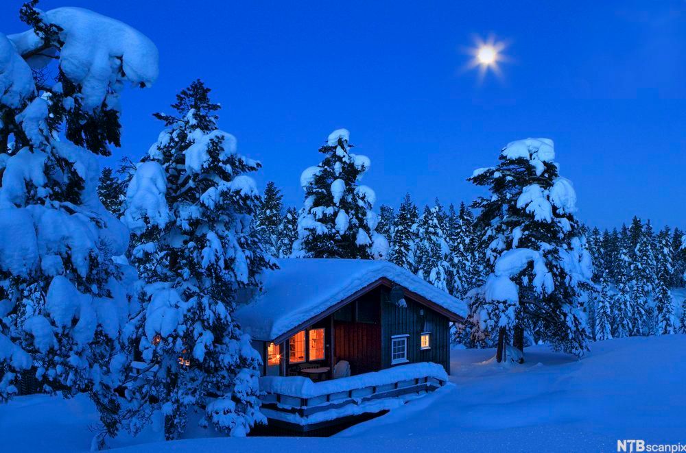 Hytte i vinterskog. Bilde.