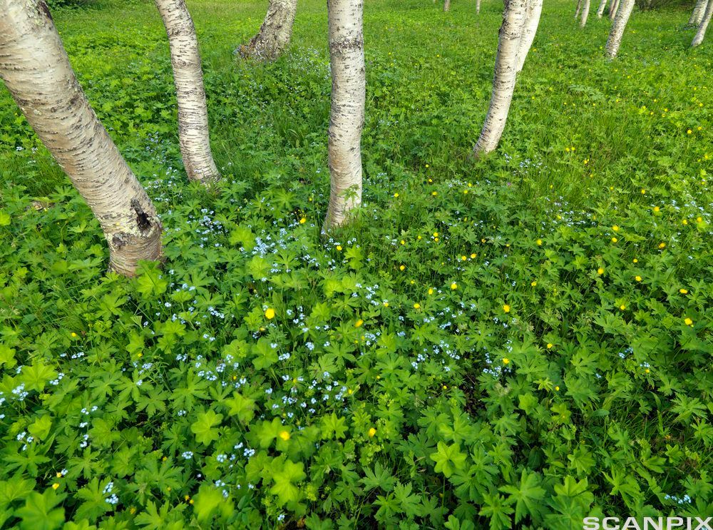 Fjellbjørkeskog med frodige urter. Foto.