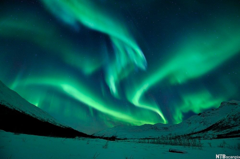Grønne gardiner av blafrende nordlys.