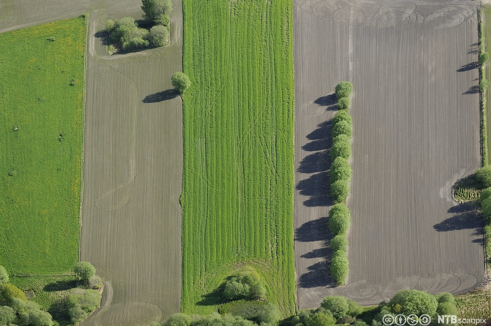 Nysådde jorder sett ovenfra. Foto.