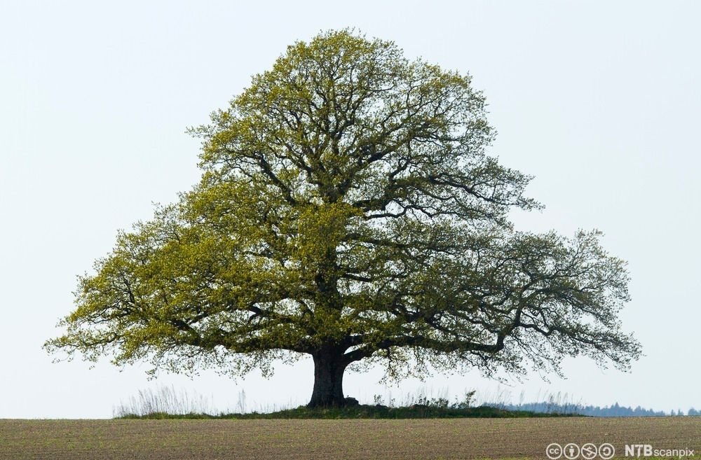 Eik. Foto. 