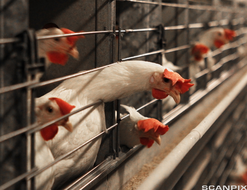 Hvite høner i bur. Foto.