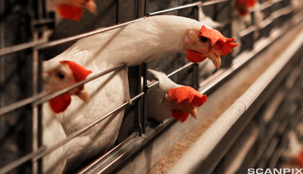 Hvite høner i bur. Foto.