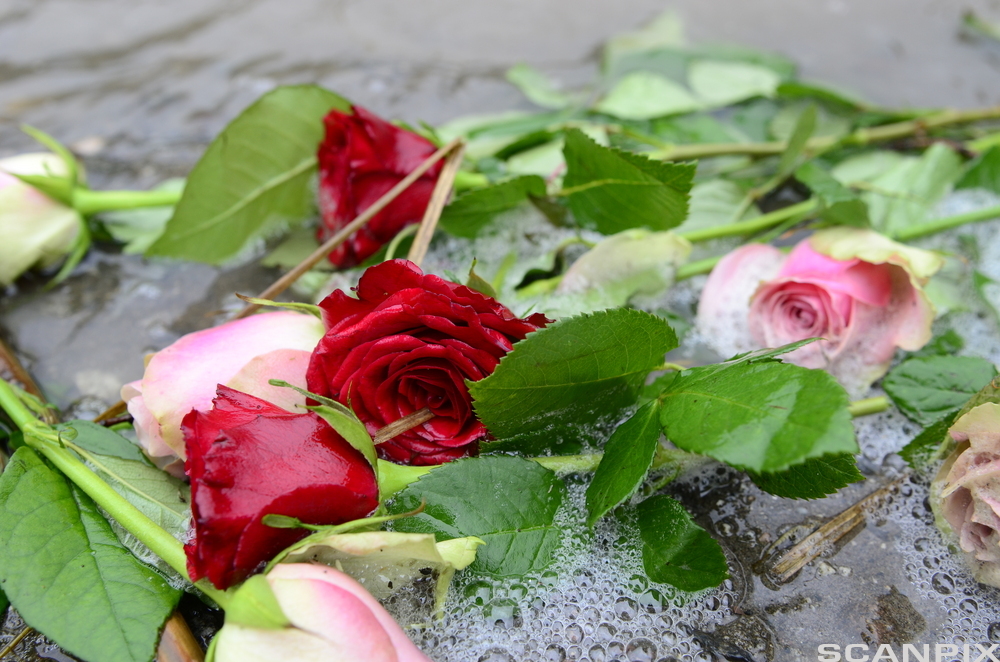 Mørkerøde og blekrosa roser med friske grønne blader ligger på våt brostein. Foto.