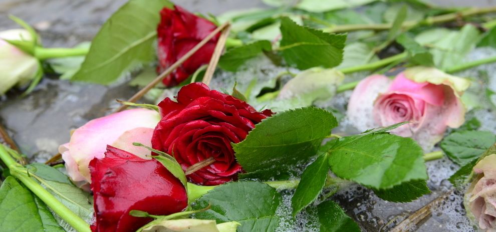 Mørkerøde og blekrosa roser med friske grønne blader ligger på våt brostein. Foto.