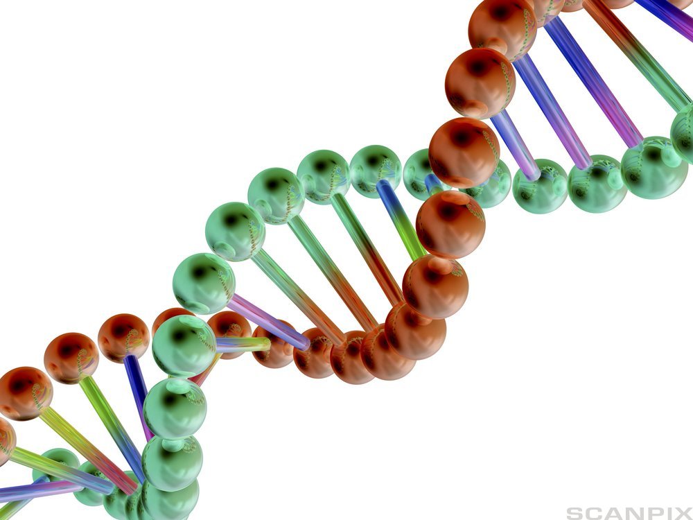 DNA-molekyl 