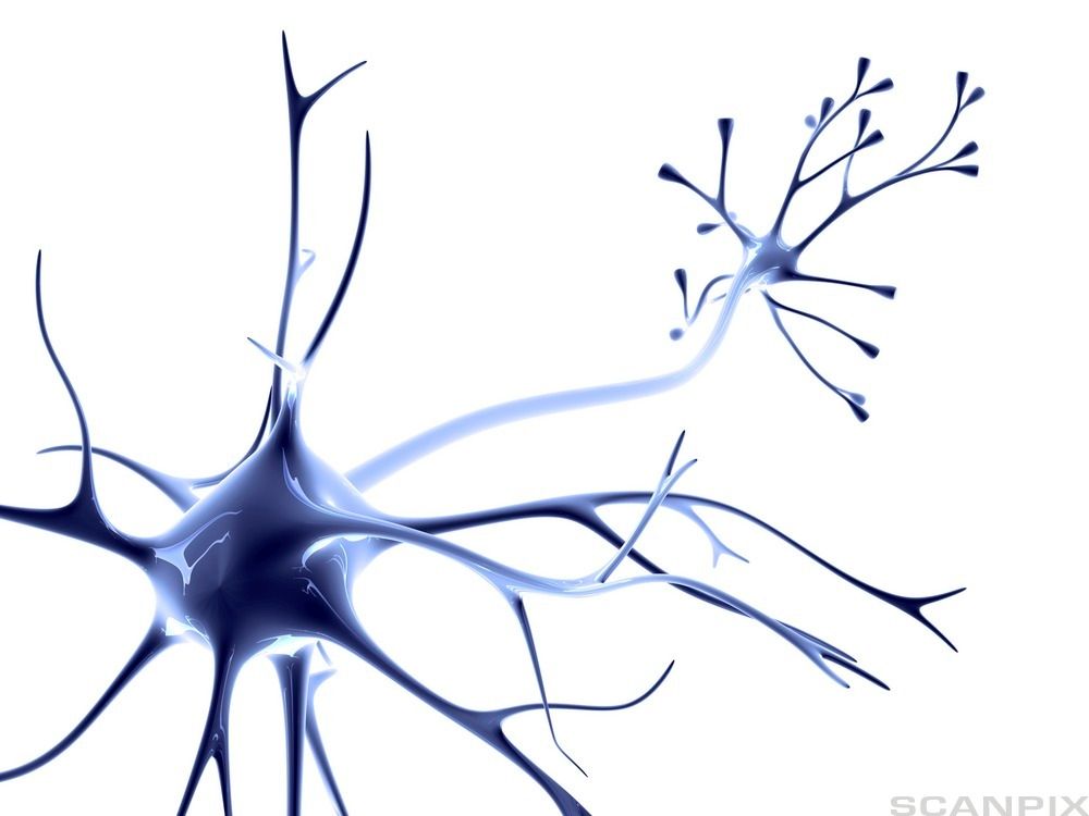 Nervecelle. Illustrasjon. 
