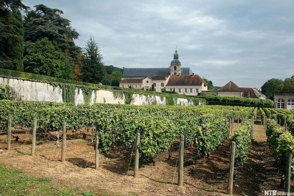 Rekker med grønne vinranker. Foto.
