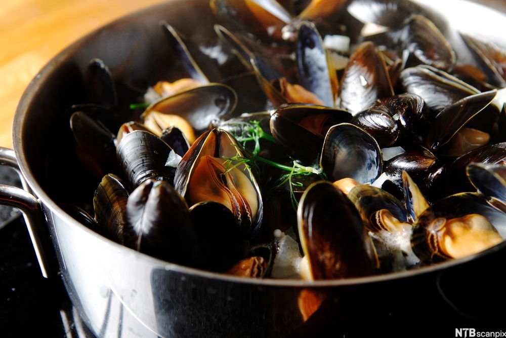 Dampede blåskjell i ei gryte. Foto.