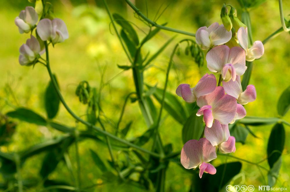 Blomstrende sukkererter. Blomstene er rosa, mens resten av planta er grønn. Foto.