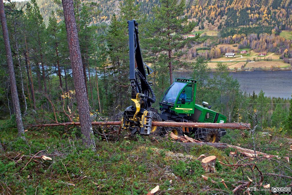 Hogstmaskin som feller, kvister og kapper et tre. Foto.