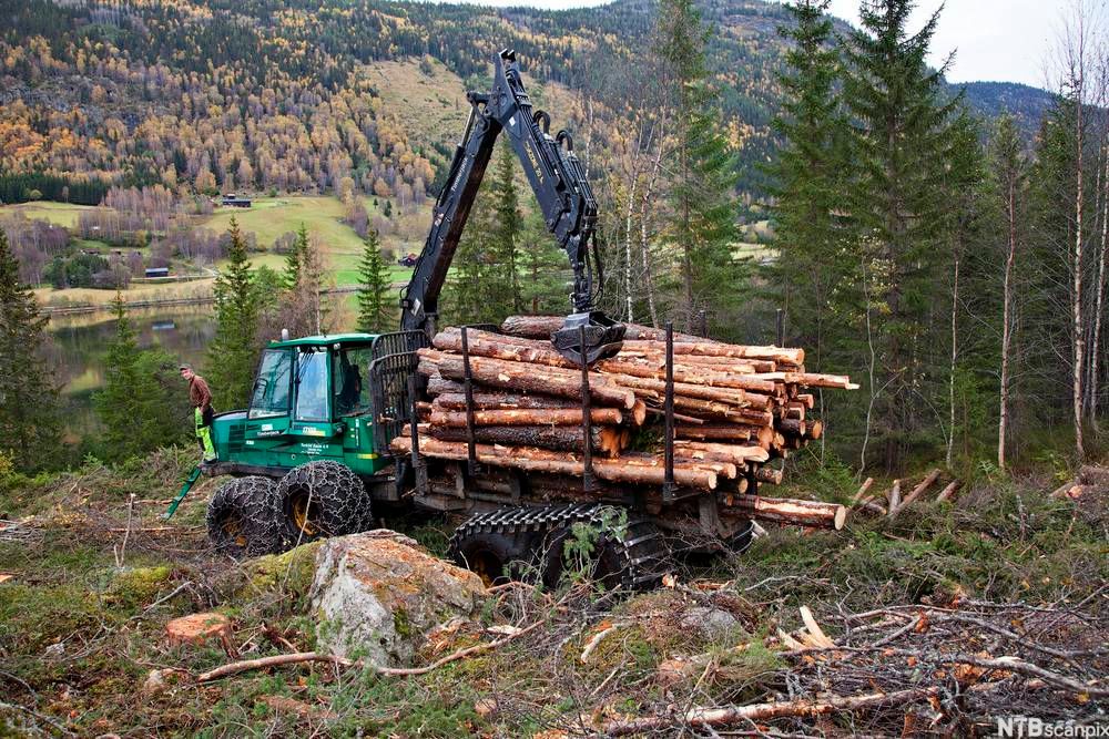 Skogsmaskin i arbeid i hogstfelt. Foto.