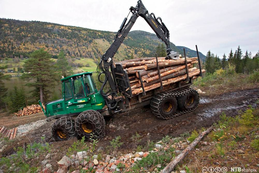 Lastetraktor med tømmer. Foto